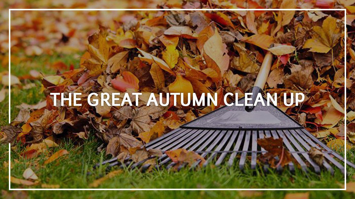 You are currently viewing Autumn Cleanup Guide
