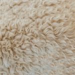 carpet cleaning chicago wool