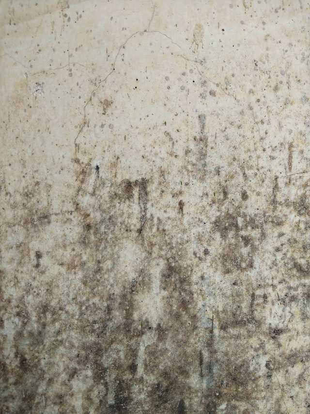 best tips to prevent mold growth in home