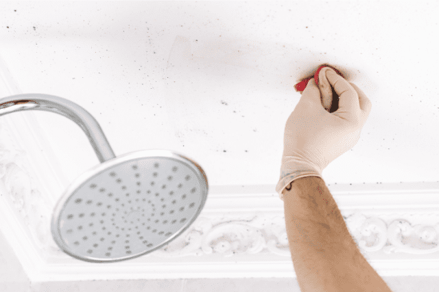 how-to-get-rid-of-mold-at-home