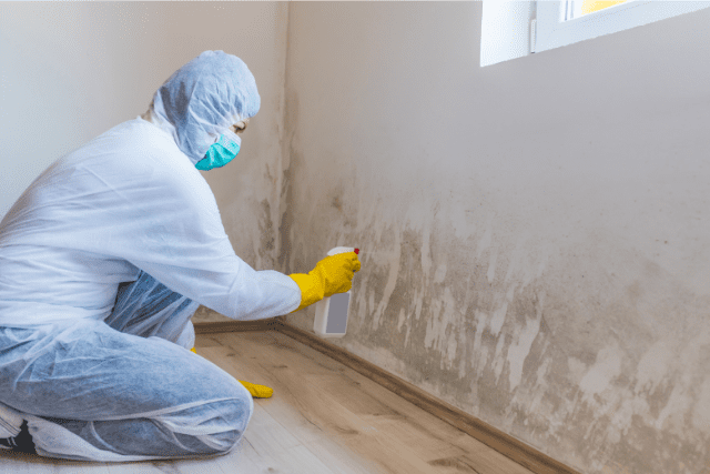 how-to-get-rid-of-mold-in-a-house