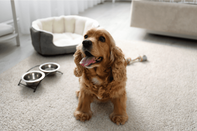 Cleaning Tips for A Home With Pets