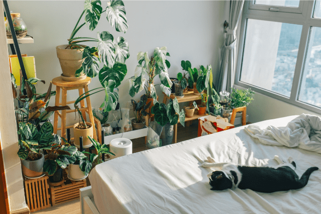 Best Indoor Plants For Fresh Air