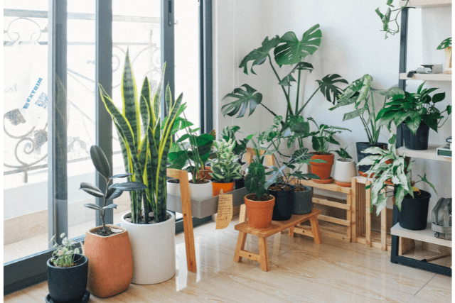 You are currently viewing Best Indoor Plants For Fresh Air