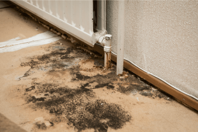 The Best Cleaning Solutions To Remove Mold