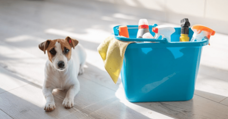 pet-friendly-apartment-cleaning-tips